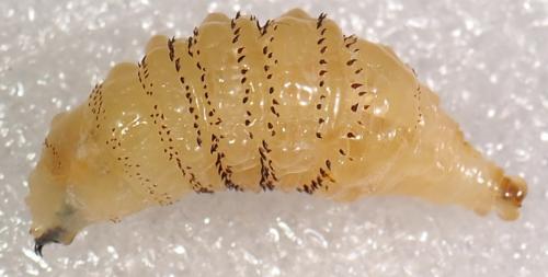 Réf. 248 881 : Dermatobia hominis